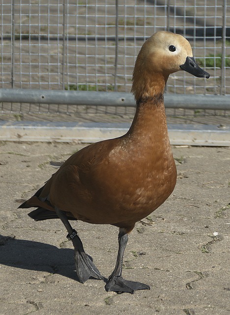 足坛历史最