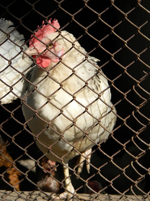 心理上的雙 心理上的雙